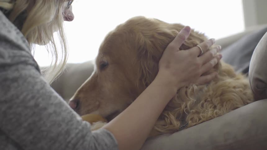 A woman pets a dog lying on a sofa