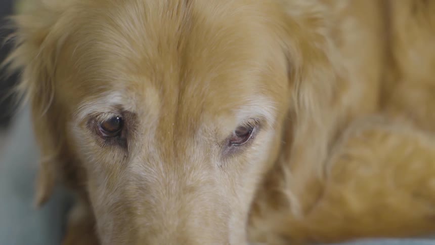 A golden retriever lays on the floor and blinks
