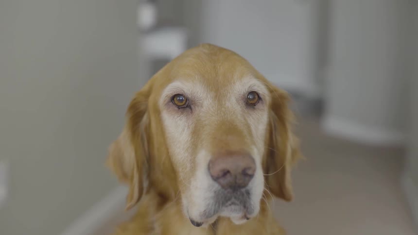 Yellow dog with long ears looks at the camera indoors
