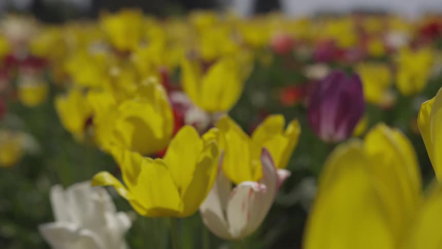 Field of multicolored tulips during the day