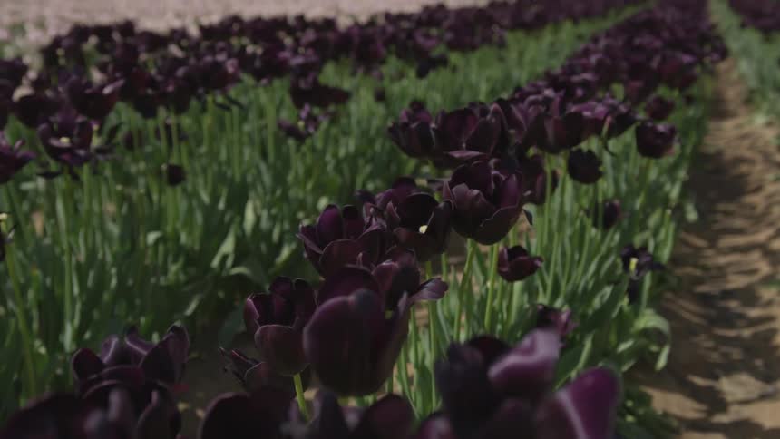 A field of purple and pink flowers