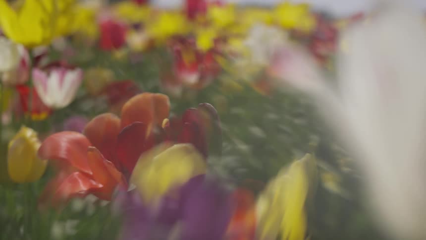 Bright colored flowers sit in the garden