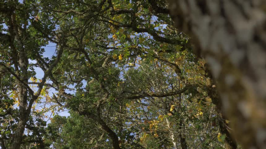Trees in the forest with the blue sky peeking through the branches