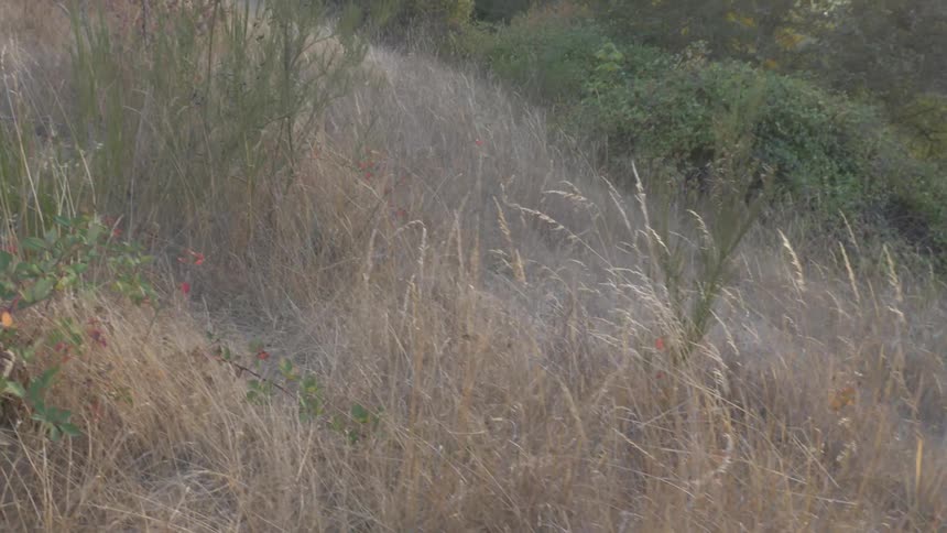 A side of a hill covered in dried out scrub brush and bushes