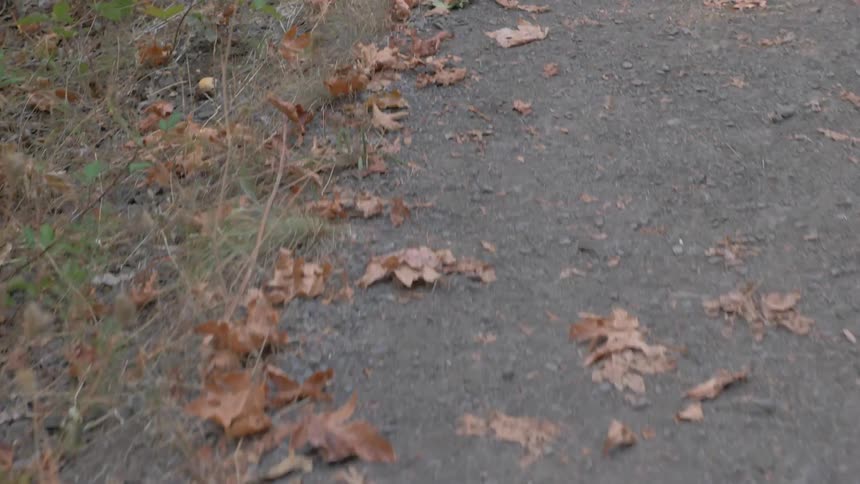 Leaves on a dirt path between the grass on a sunny fall day