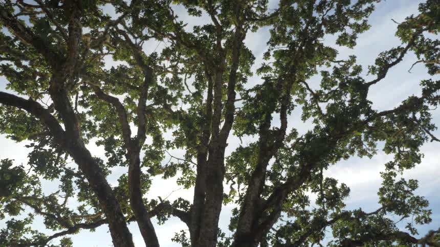 A very large tree under a partly cloudy sky
