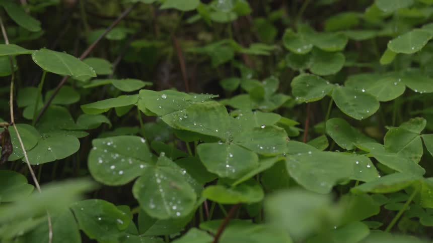 Droplets of water on leaves