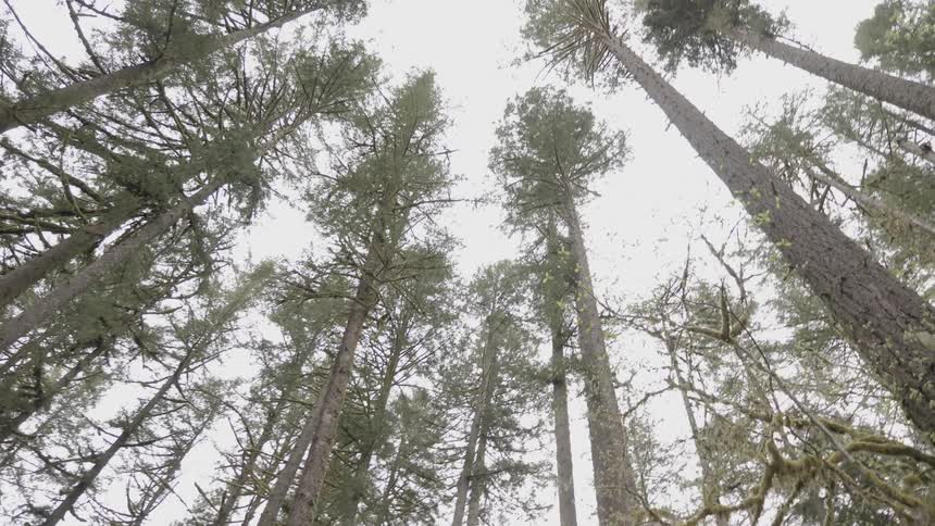 Looking into the sky in the middle of a forest full of trees