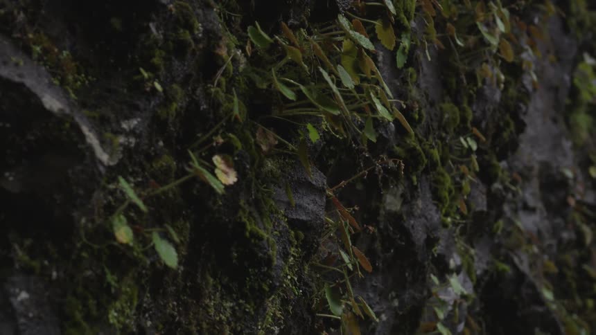 Plants grow on the side of a rocky surface