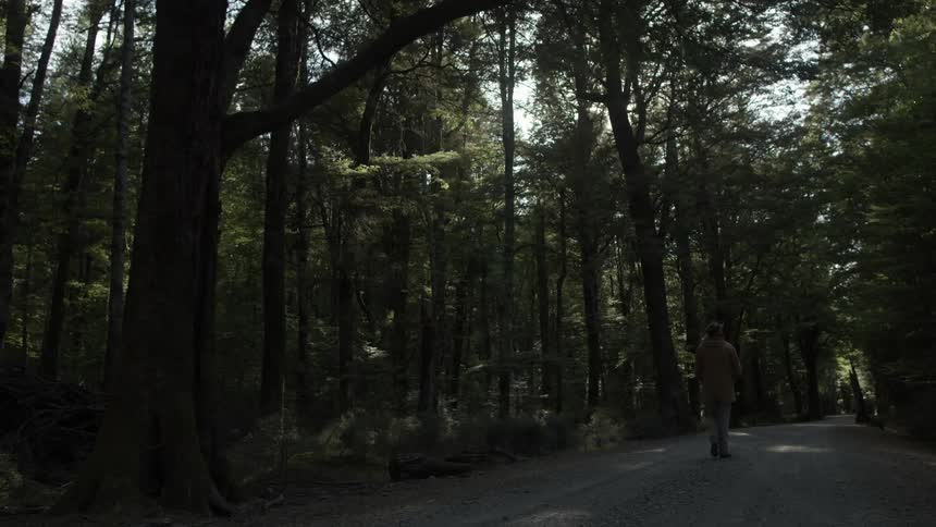 A person walking in the woods