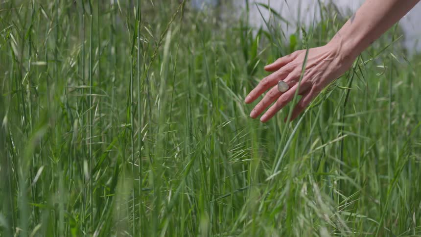A woman's hand touches the tall grass as she moves through a field on a sunny day
