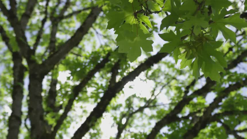 The sun shines through the branches and green leaves of a maple tree