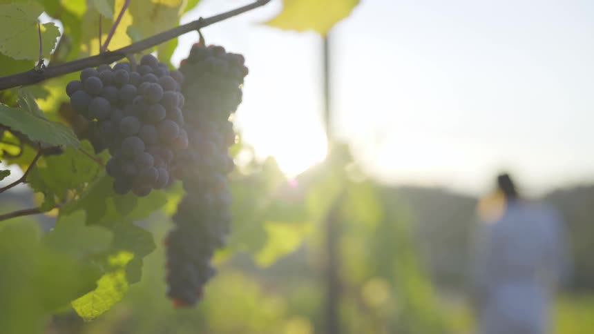 Person walks past grapes on grapevines