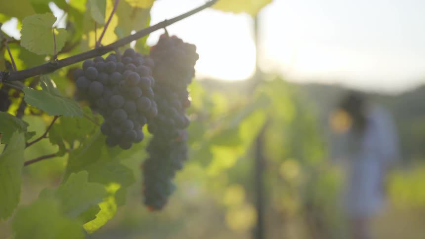 Man standing in a grape orchard