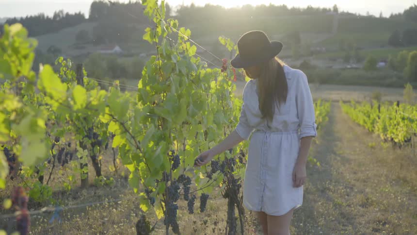 Woman touches grapes growing in vineyard