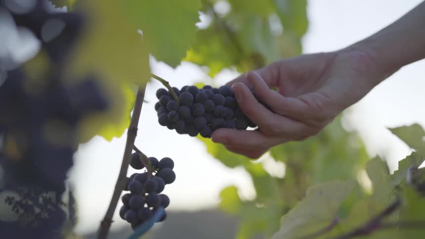 Person examining grapes on the vine