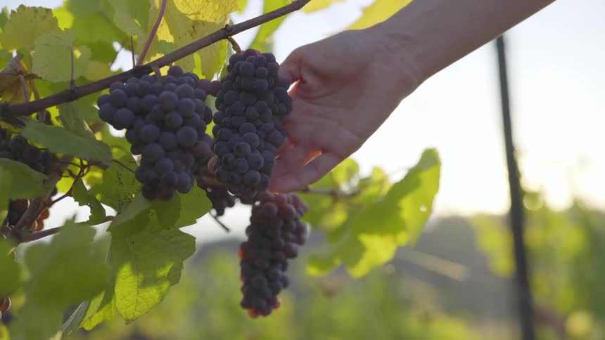 A hand holding red grapes on a vine