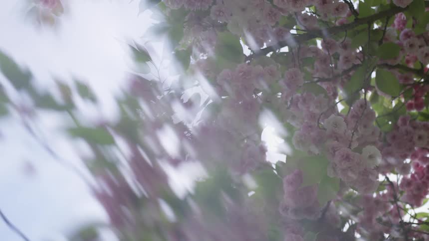 A tree full of flowers waves in the wind
