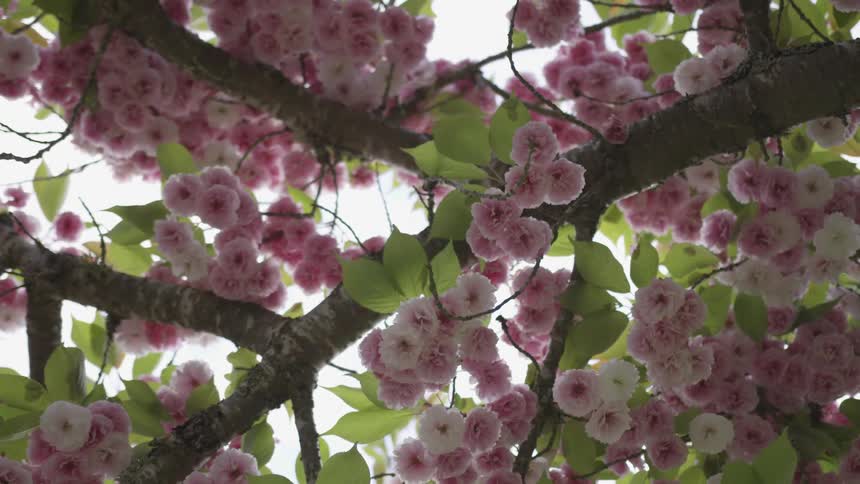 Camera looks up into blossoms on a tree