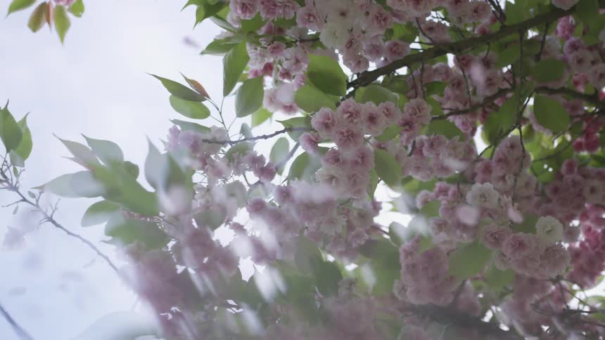 Flowers fall off the tree outside