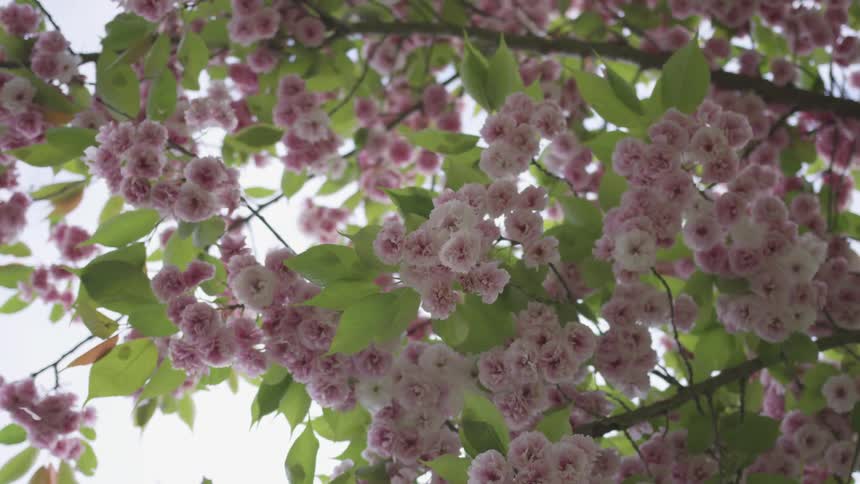 Blossoms from flowers on a tree in the wind
