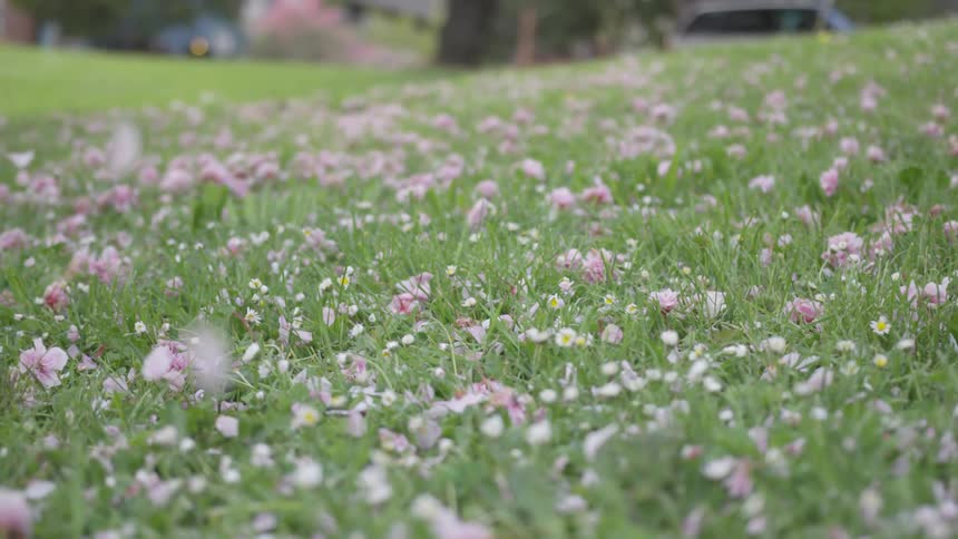 Pink flowers falling to the grass