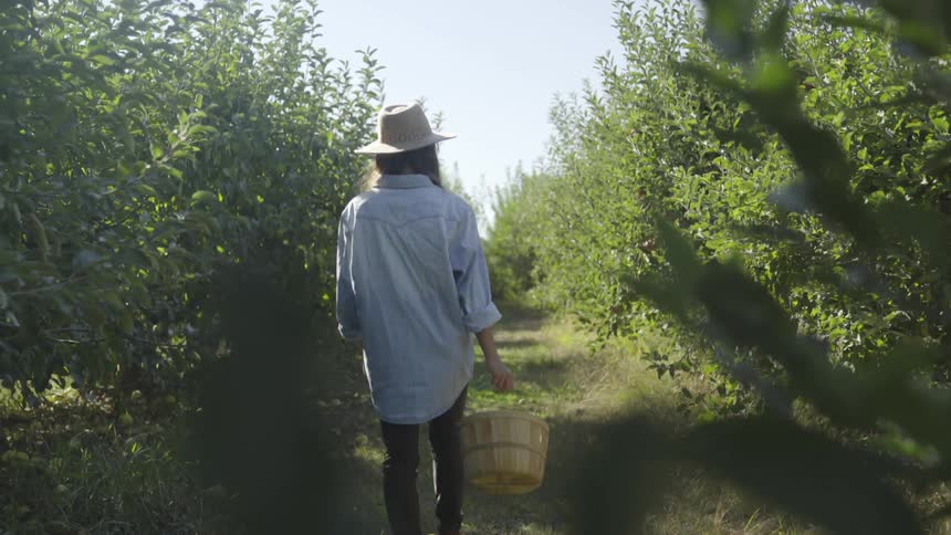 A woman walks through the apple orchard