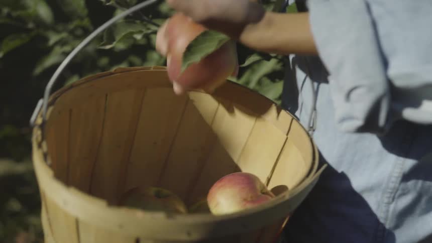 Person picking and carrying apples in a basket