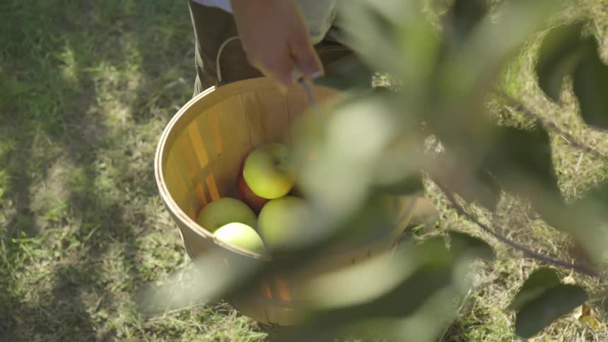 Person picks apples into a basket