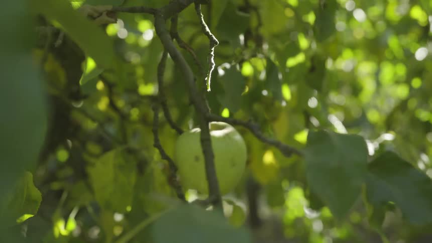 A person snatches a green apple off of a tree branch