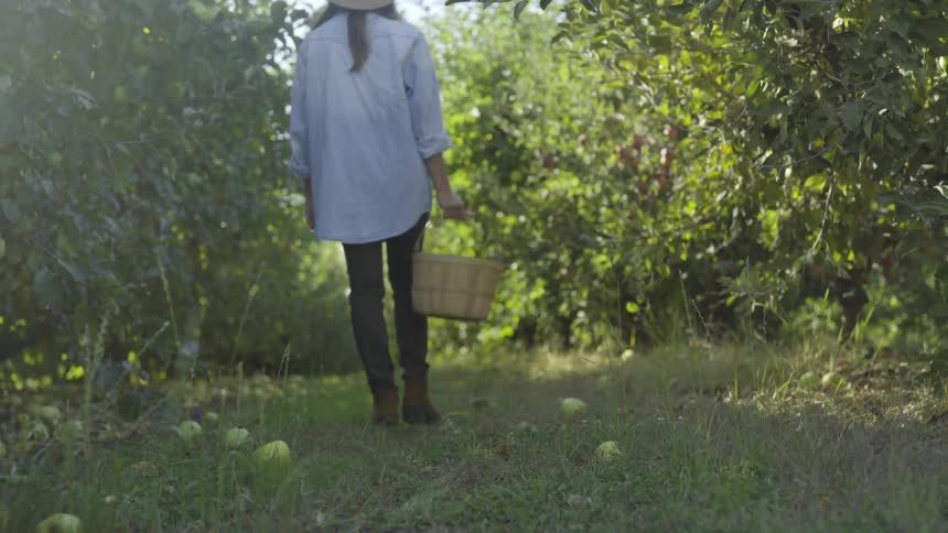 A woman wearing a hat walks in an apple orchard while carrying a basket