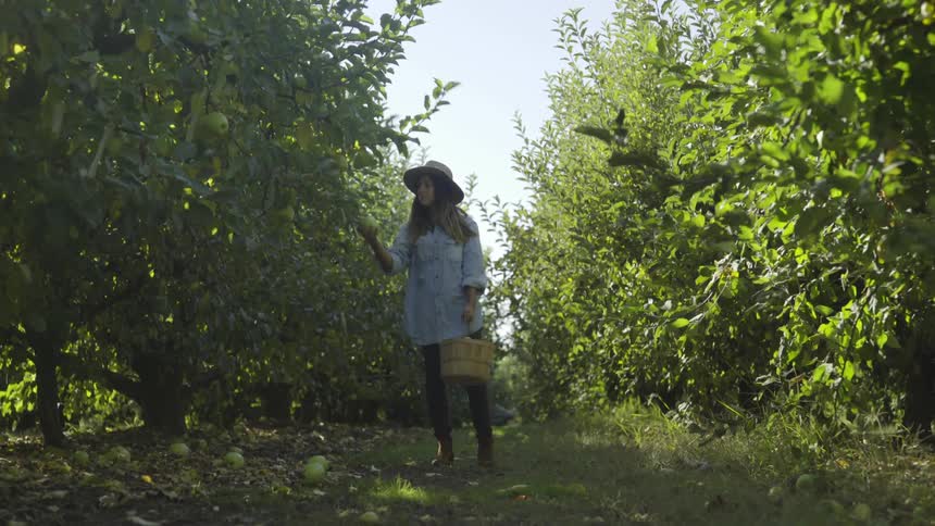 A woman picking apples in an orchard full of trees