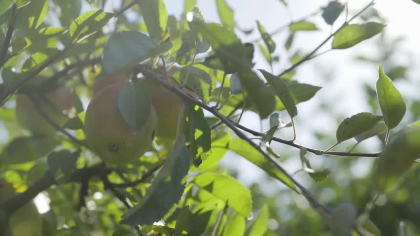 Apples hanging on a branch
