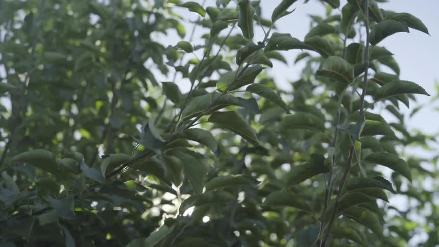 Leaves of a tree in the wind