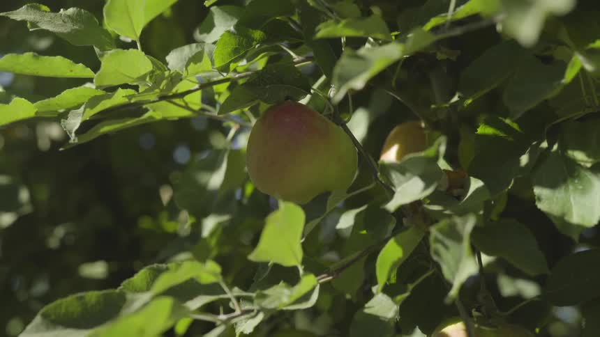 A apple sitting in a tree