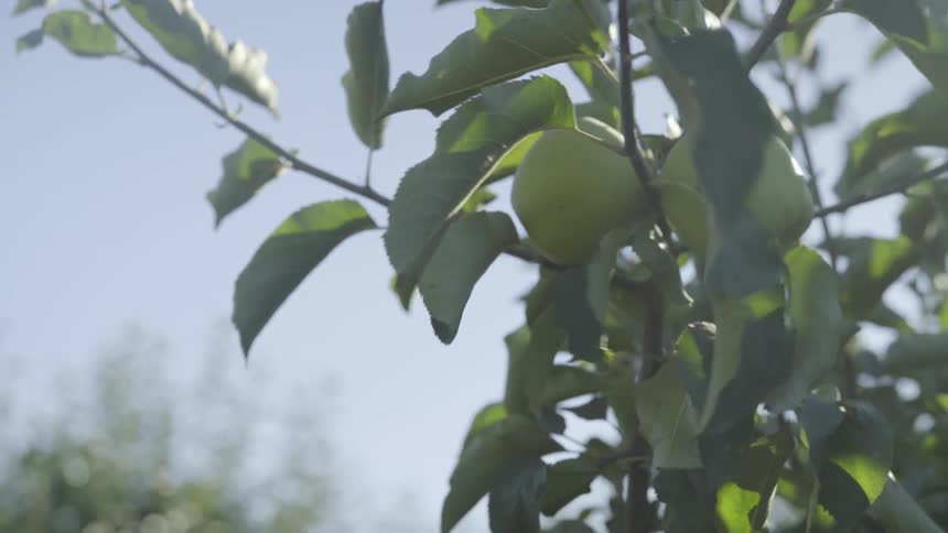 Two green apples on a tree branch swaying in the wind