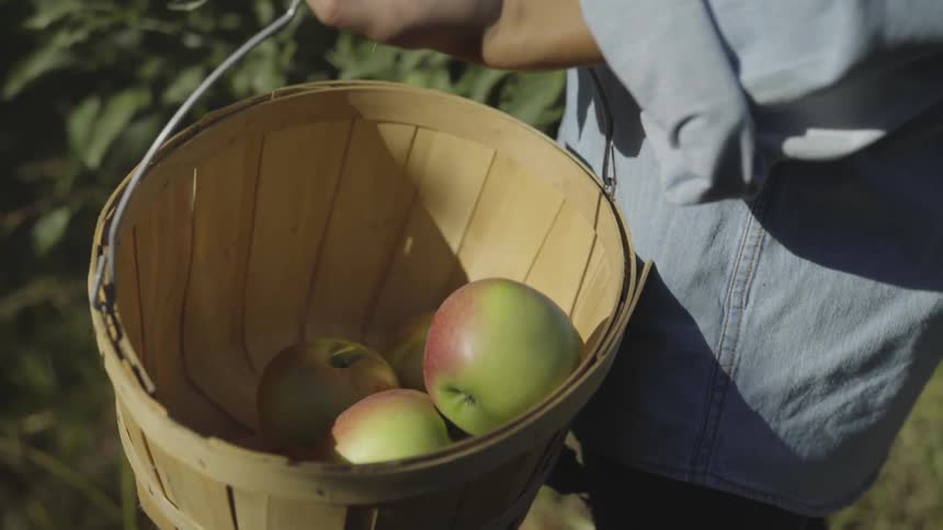 A person places apples in a basket as they pick them in an orchard