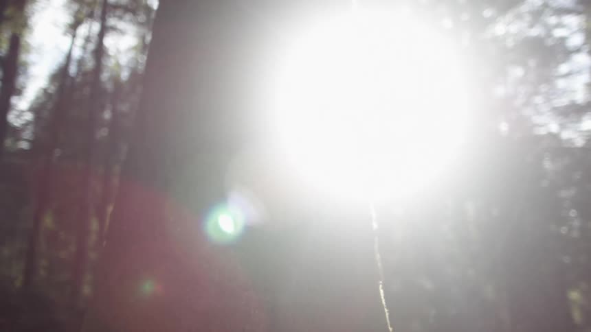 The sun shining through tall trees
