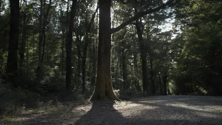 The sun shining behind a large tree in a forest