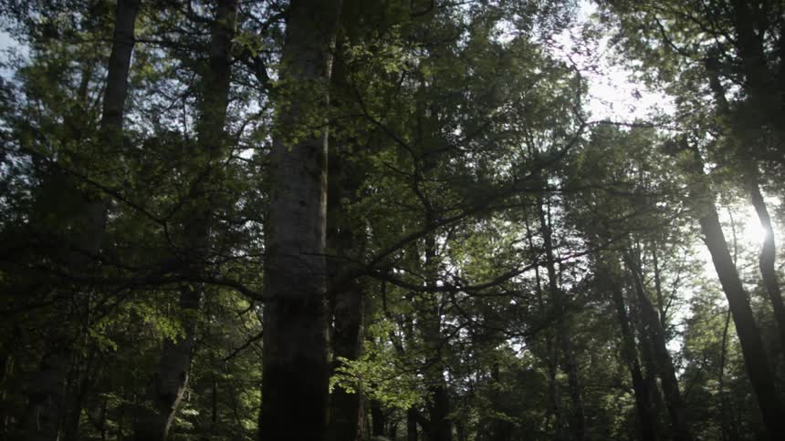 Trees are shown in the woods