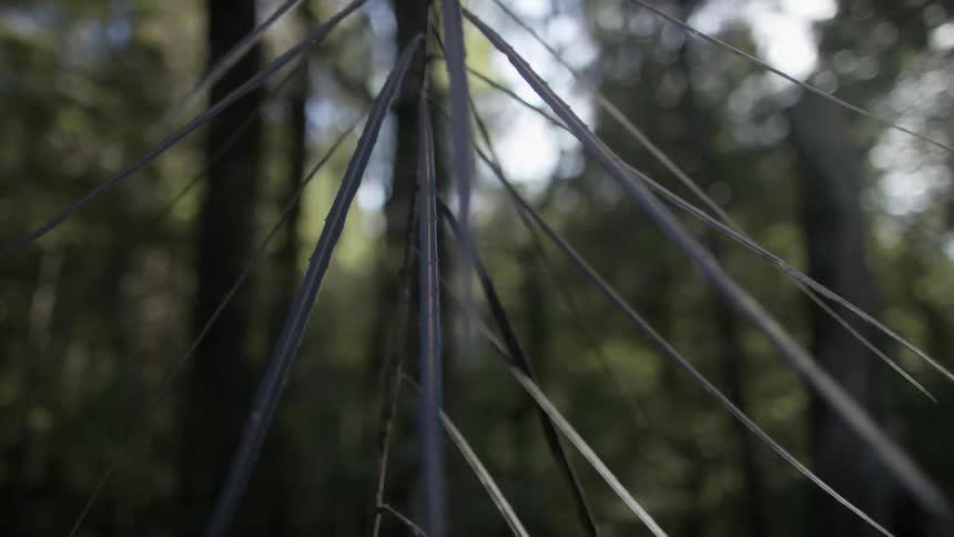 A tree is growing in the woods