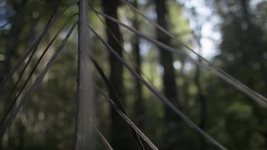 A dense forest has weeds and grass