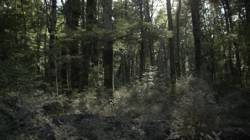 Sunlight eking thru a forest