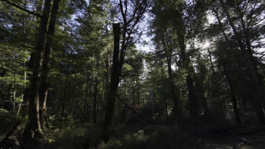 Sun shining through the trees of a forest