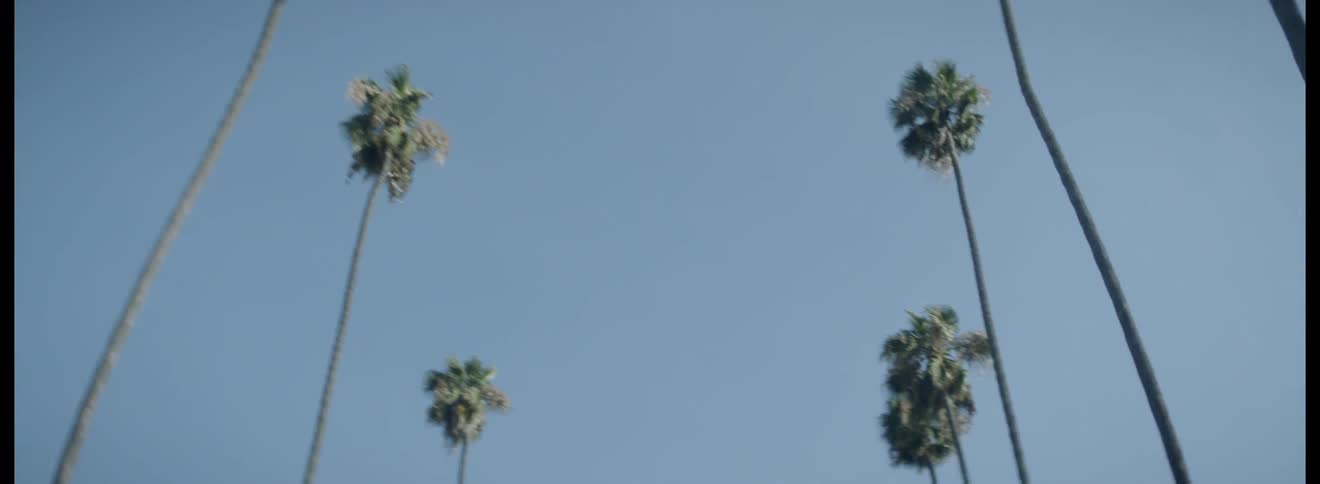 Rows of palm trees are high in the sky
