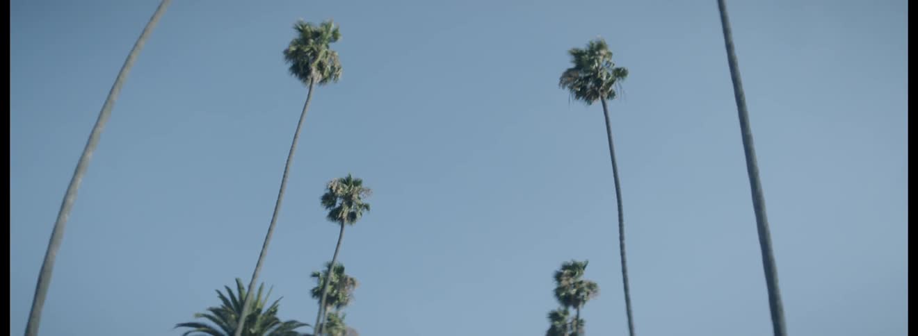 Cruising through palms trees on clear blue day