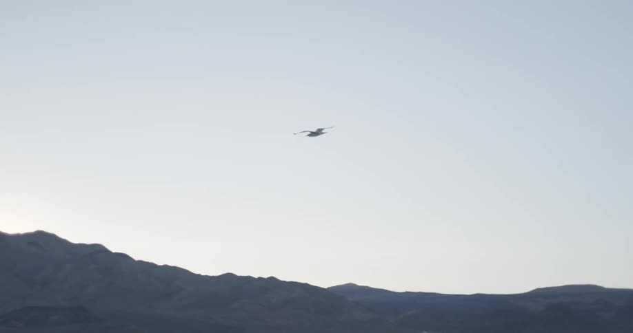 A large bird flies across the sky