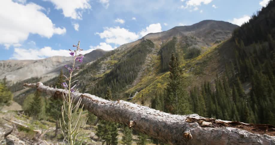 Tree trunk with the landscape of range of mountains on a sunny day