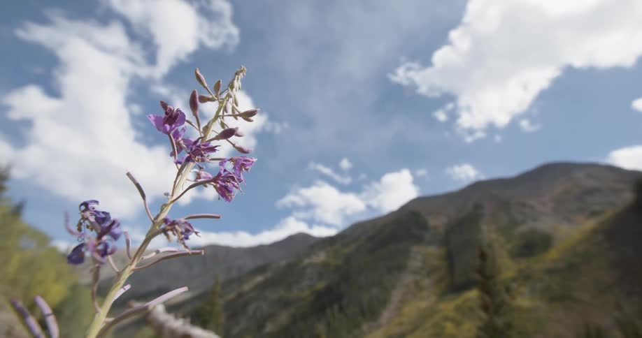Flower waves in breeze near mountain