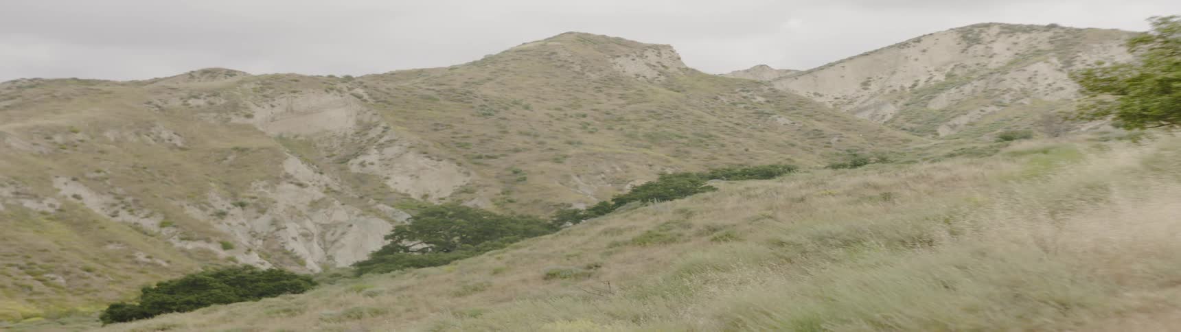 A range of hills are covered in and handful of green trees and dry golden grass which is gently swaying in the wind